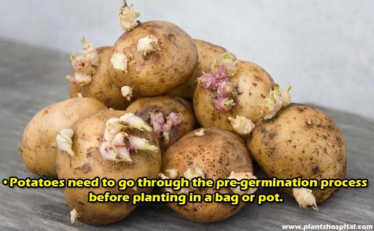 Step2-how-to-grow-potatoes