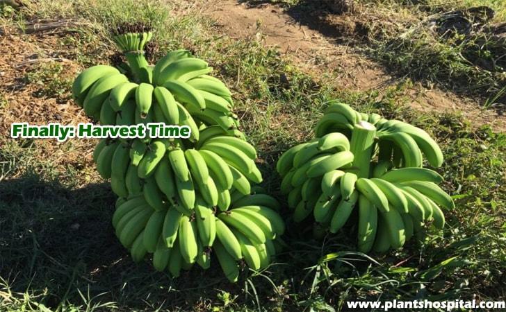 When-to-Harvest-Bananas
