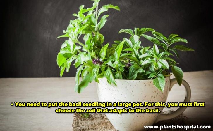 You need to put the basil seedling in a large pot.