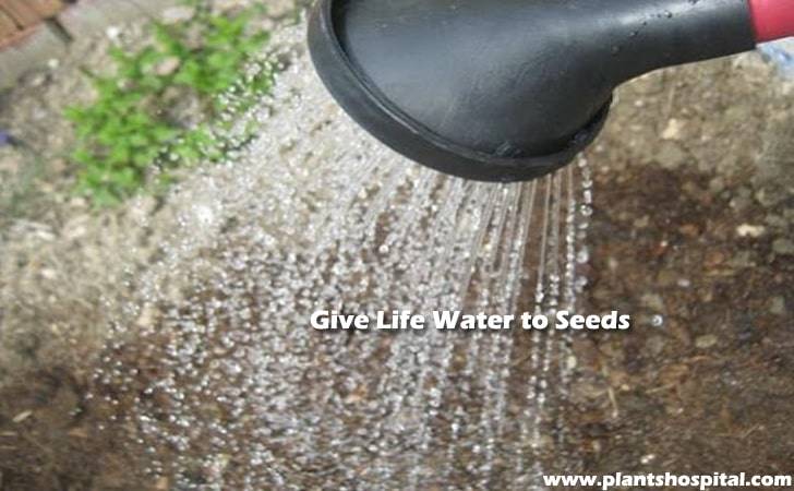 give-life-water-grow-mints