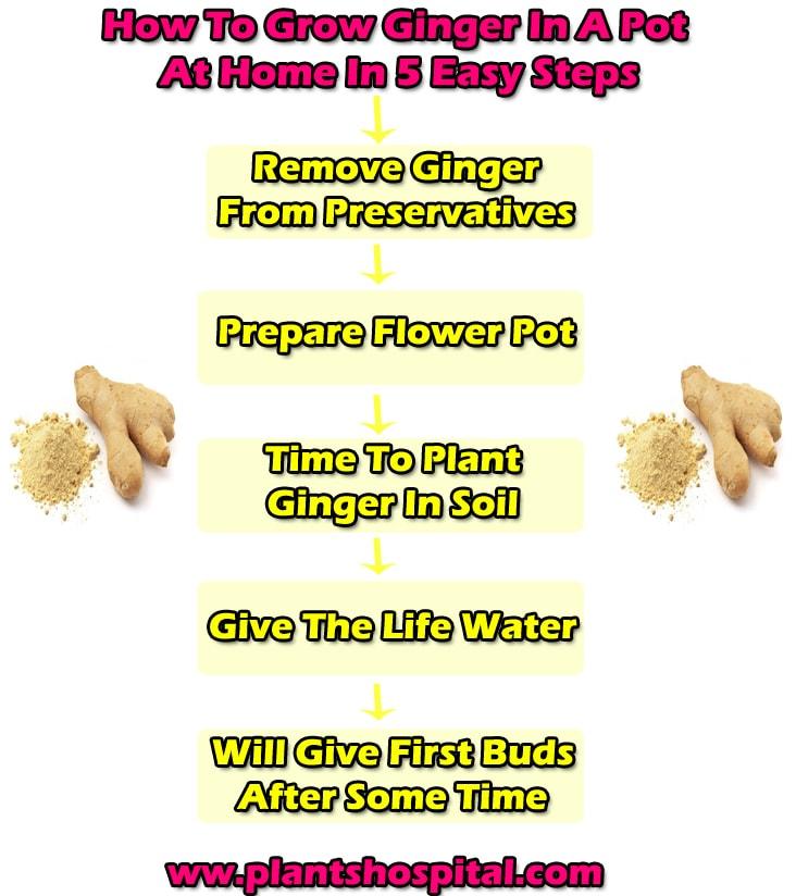 grow-ginger-graphic