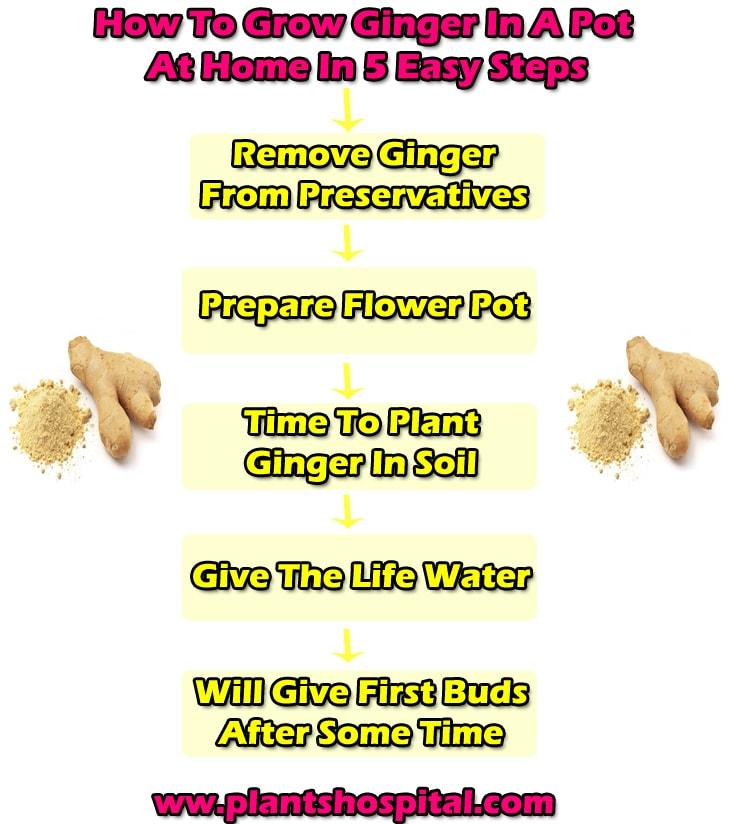 How To Grow Ginger In A Pot At Home In 5 Easy Steps Planting And Care