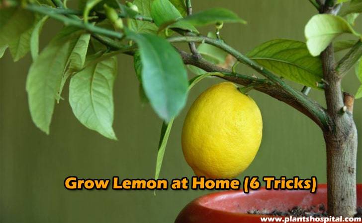 grow-lemon-at-home