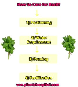 5 Easy Ways: How to Grow Basil at Home? How To Care? How to Plant?