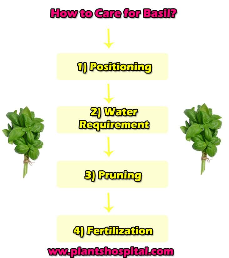 how-to-care-basil