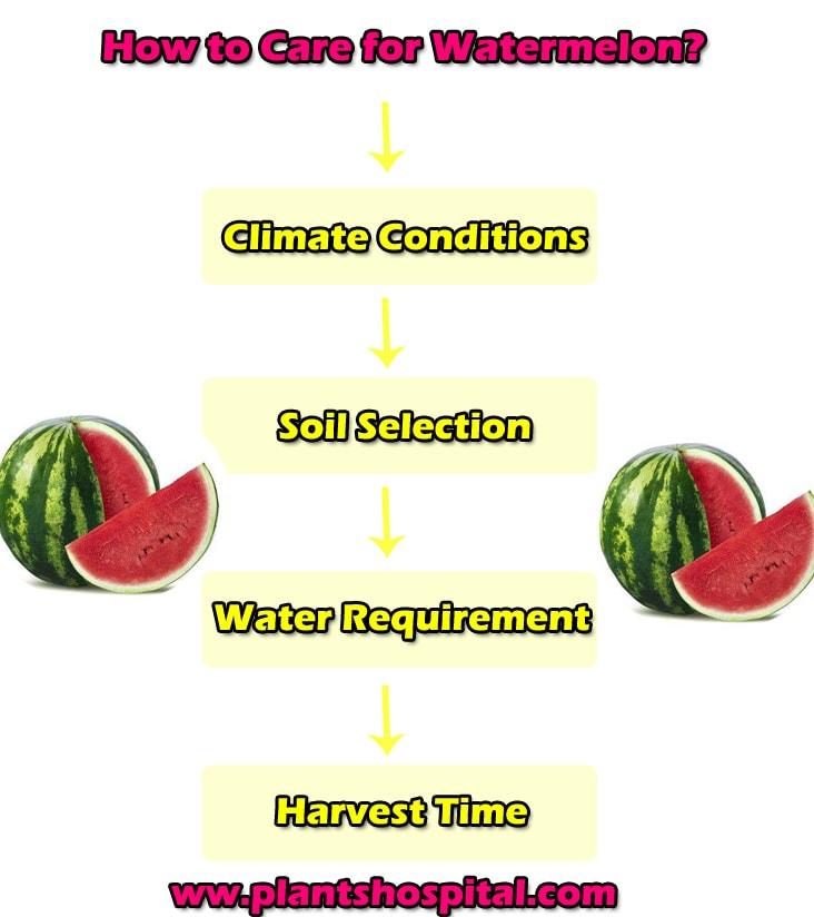 how-to-care-for-watermelon-graphic