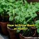 how-to-grow-basil