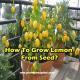 how-to-grow-lemon-from-seed