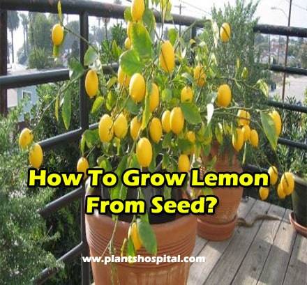 how-to-grow-lemon-from-seed