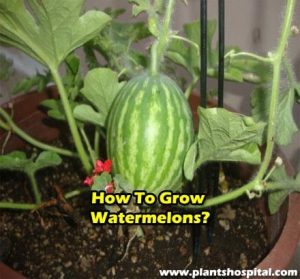 how-to-grow-watermelons