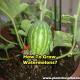 how-to-grow-watermelons