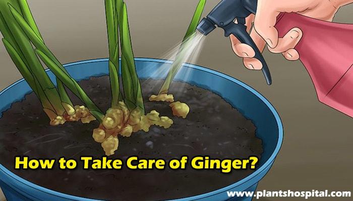 how-to-take-care-of-ginger