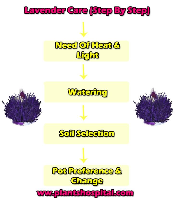 lavender-care-step-by-step-graphic