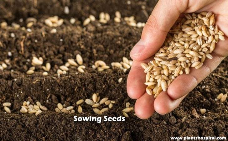 step2-sowing-seeds