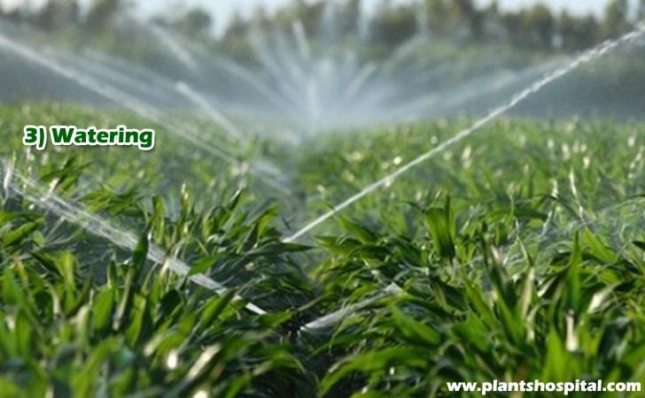 watering-banana-plants