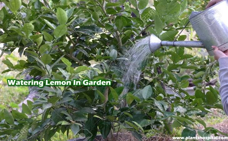 watering-lemon-in-garden