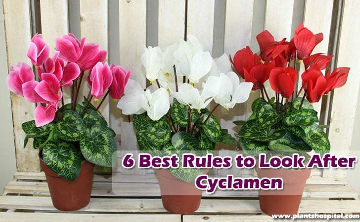 6-best-rules-to-look-after-cyclamen