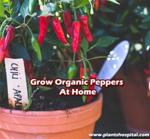 Grow-organic-peppers-at-home