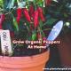 Grow-organic-peppers-at-home