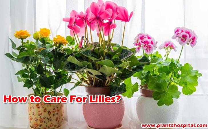How-to-care-for-lilies