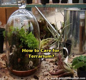 How-to-care-for-terrarium