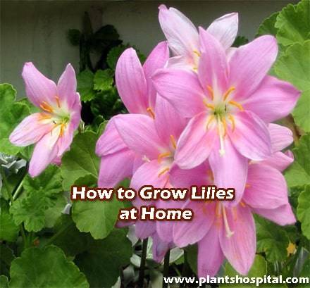 How-to-grow-lilies