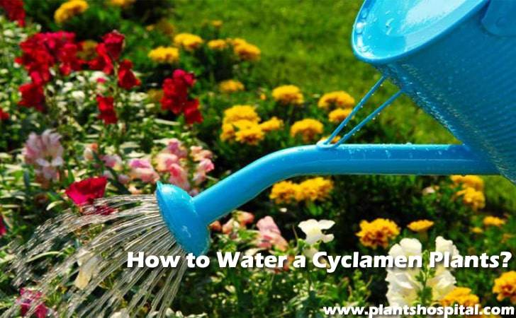 How-to-water-a-cyclamen-plants