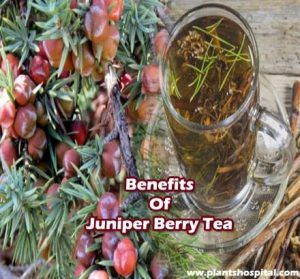 Juniper-berry-tea