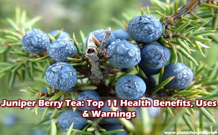 Juniper-berry-tea-benefits