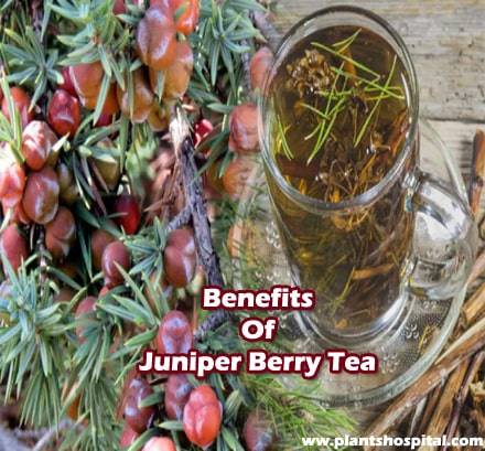 Juniper-berry-tea