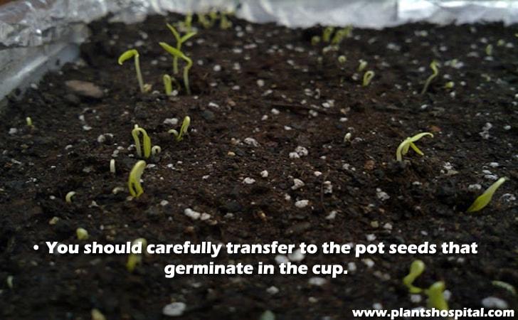 Pot-seeds-that-germinate