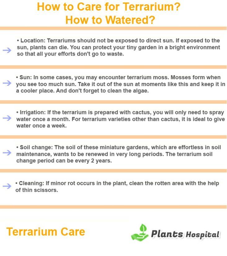 Terrarium-care-graphic