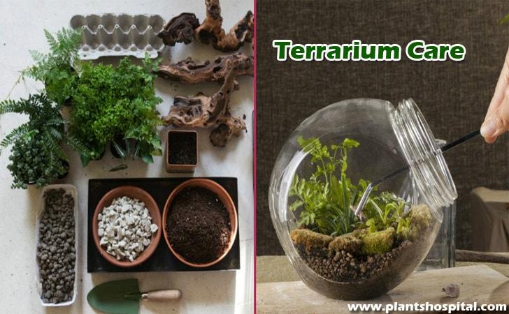 Terrarium-care