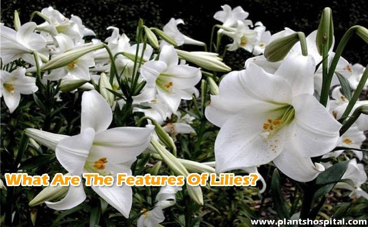 What-are-the-features-of-lilies