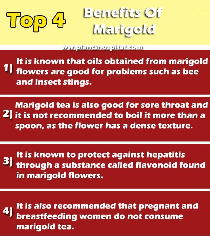 benefits-of-marigold