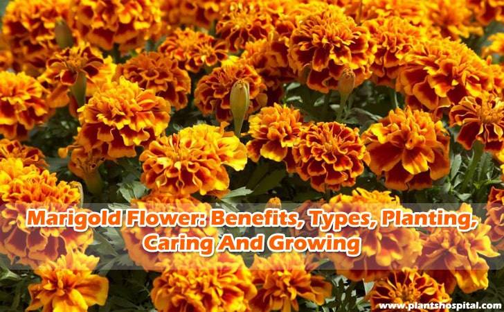 how-to-grow-marigold-flower