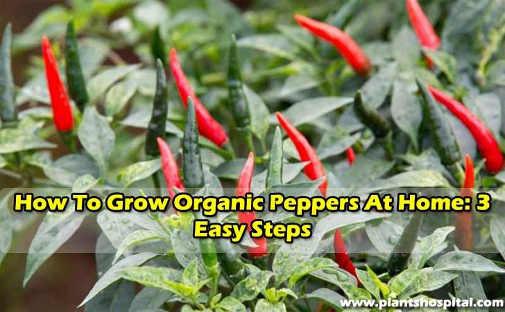 how-to-grow-peppers-at-home
