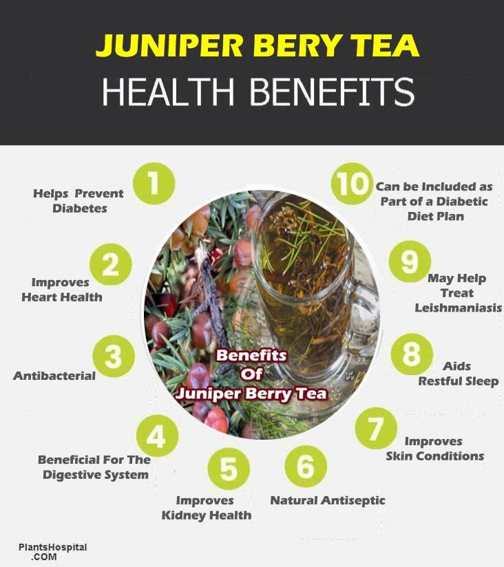 juniper-berry-tea-graphic