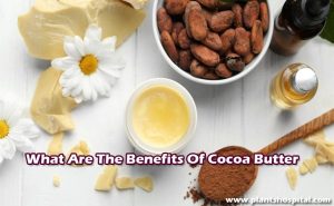 15 Science-Backed Benefits of Cocoa Butter: How To Use? And Warnings