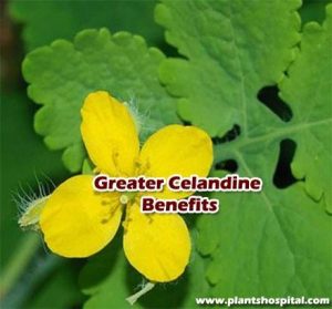 Greater-celandine-benefits