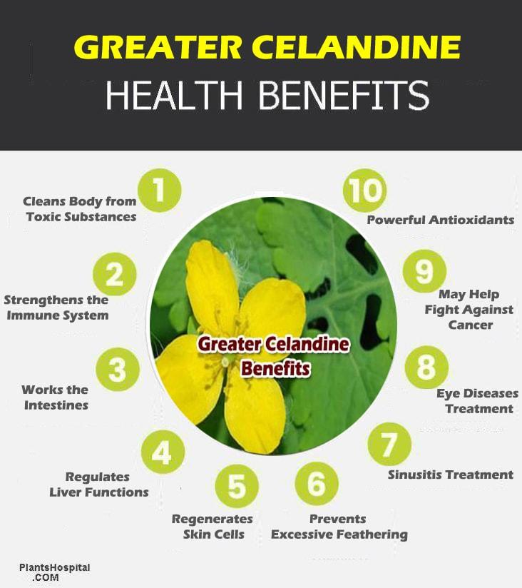 Greater-celandine-graphic