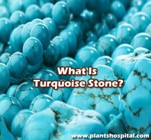 Turquoise-Stone