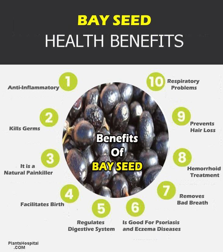 bay-seed-graphic