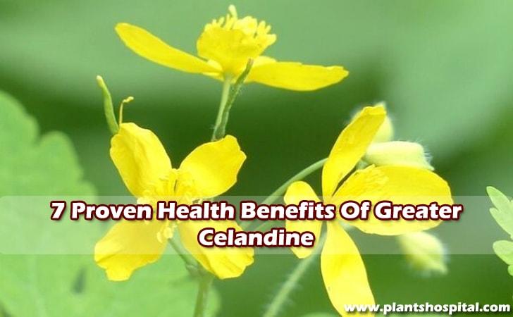benefits-of-greater-celandine
