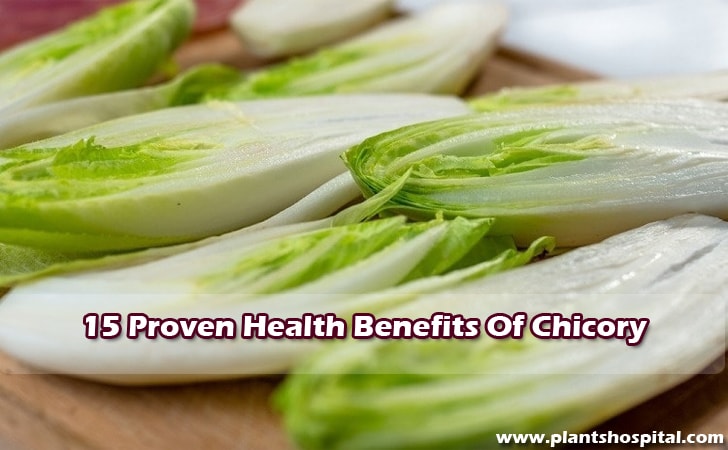 Chicory-benefits