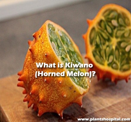 What-is-Kiwano