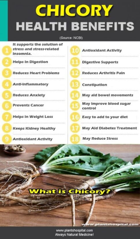 15 Proven Health Benefits Of Chicory: How to Use? Growing & Warnings