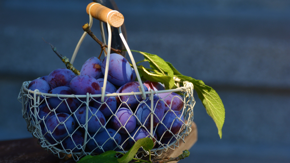 health benefits of plums