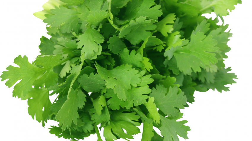 18 Health Benefits Of Coriander - Use Of The Leaves and Seed