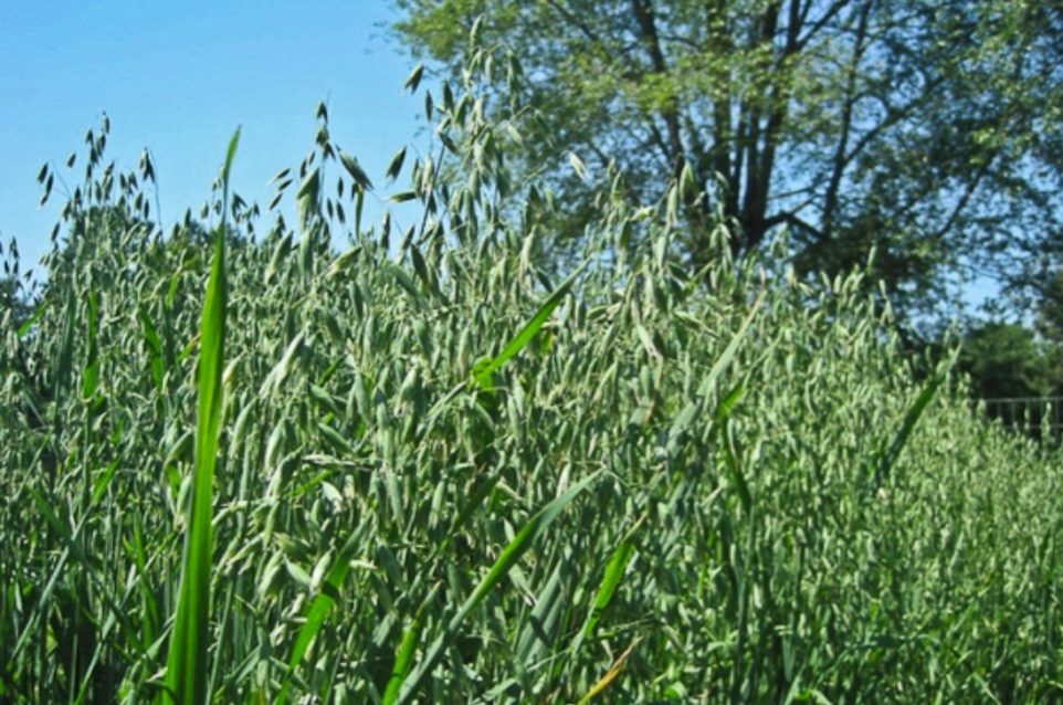 oatstraw benefits to health skin and body